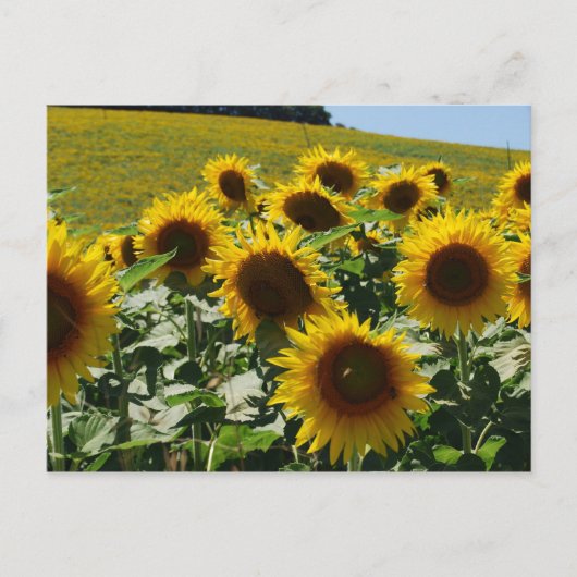 Tuscan_Sunflowers2 ポストカード (正面)