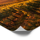 Tuscany Vineyard at Sunset Landscape ポスター (角)