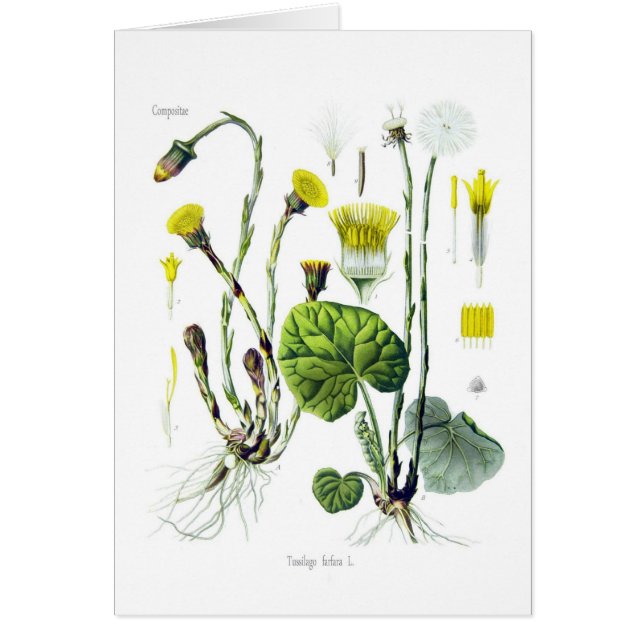 Tussilagoのfarfara (Coltsfoot) (正面)