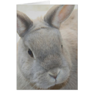 Tutti著撮影されるウサギ