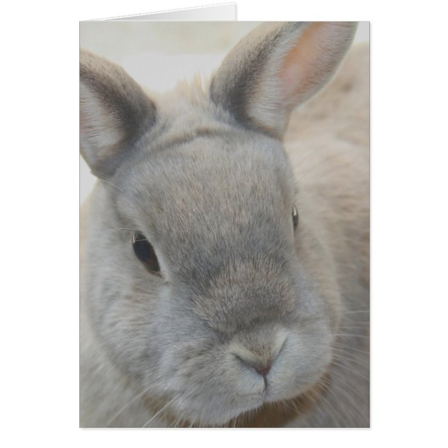 Tutti著撮影されるウサギ (正面)