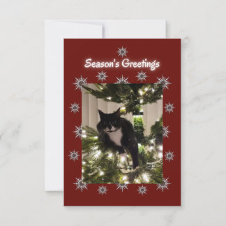 Tuxedoの猫遊はクリスマスツリーに。