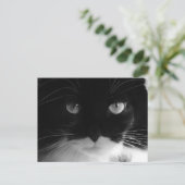 TUXEDO CATフォトポストカード ポストカード (スタンド正面)
