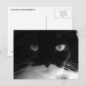 TUXEDO CATフォトポストカード ポストカード (正面/裏面)