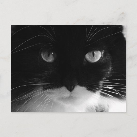 TUXEDO CATフォトポストカード ポストカード (正面)
