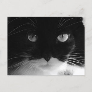 TUXEDO CATフォトポストカード ポストカード
