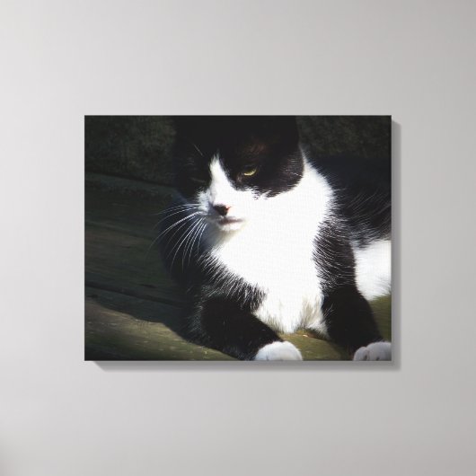 Tuxedo Cat 20"x16"ストレッチキャンバス印刷 キャンバスプリント (正面)