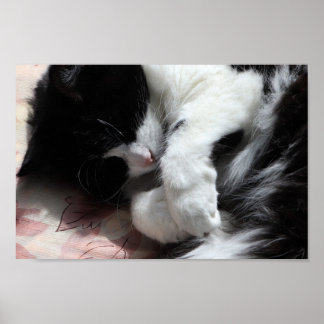 Tuxedo Cat Art Cute Pink Nose Kitty Cats Art ポスター