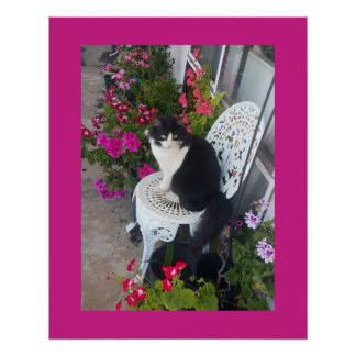 Tuxedo Cat Maroon Dark Pink Cats and Flowers ポスター