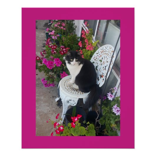 Tuxedo Cat Maroon Dark Pink Cats and Flowers ポスター (正面)