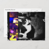 Tuxedo Kittenフォトアートポストカード ポストカード (正面/裏面)