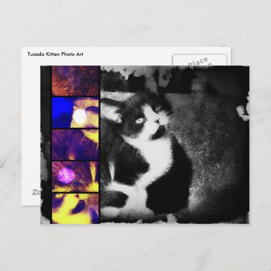 Tuxedo Kittenフォトアートポストカード ポストカード (正面/裏面)