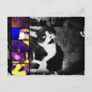 Tuxedo Kittenフォトアートポストカード ポストカード