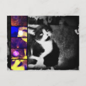 Tuxedo Kittenフォトアートポストカード ポストカード (正面)