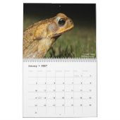 Twelve Months of Toads: 2022 Calendar カレンダー (1月 2027)