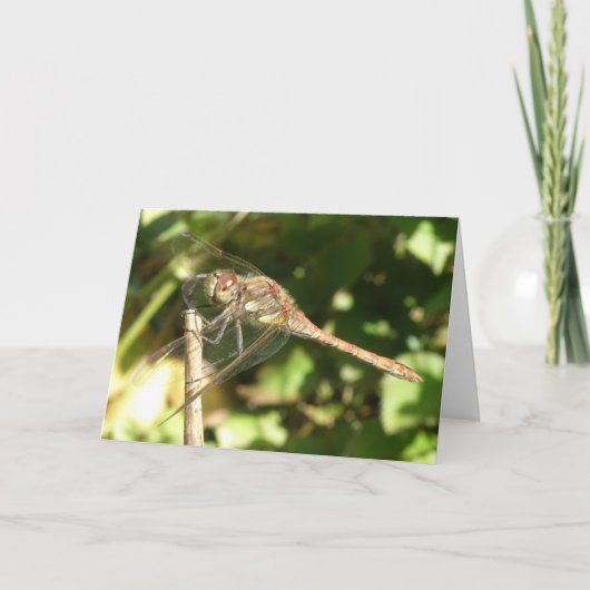 Twig Greeting Cardでのトンボ カード (正面)