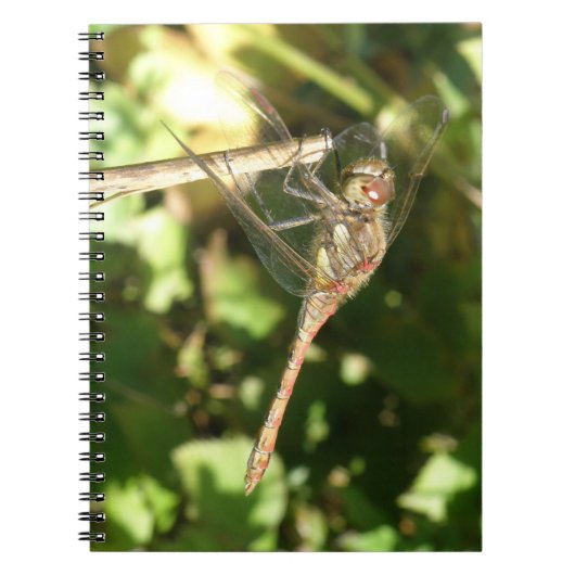 Twig Notebook上のトンボ ノートブック (正面)