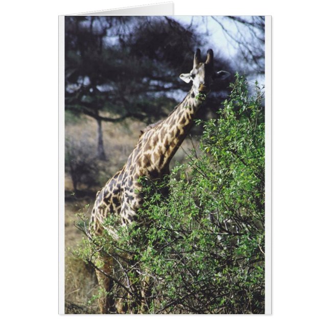 Twigaのマサイ族(マサイ族のキリン)の食べ物 (正面)