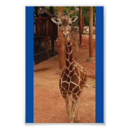 Twiggy 4X6プリント#2 フォトプリント