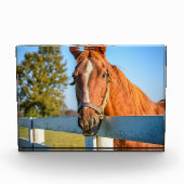 Twilight Rose | Thoroughbred Race Horse フォトブロック (正面)