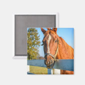 Twilight Rose | Thoroughbred Race Horse マグネット (正面/裏面)