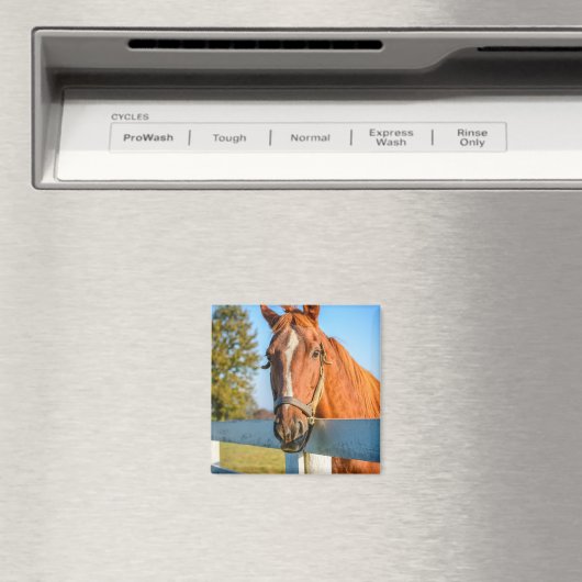 Twilight Rose | Thoroughbred Race Horse マグネット (インサイチュ (食洗機))