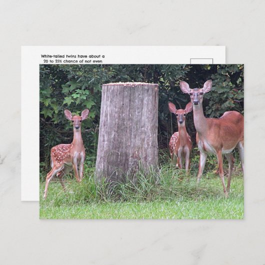 Twin Fawns Postcard ポストカード (正面/裏面)