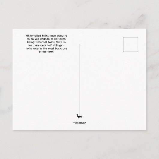 Twin Fawns Postcard ポストカード (裏面)