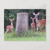 Twin Fawns Postcard ポストカード (正面)