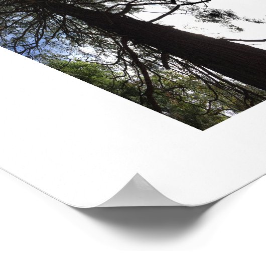 Twisted Branches Yosemite Reflection Photography ポスター (角)