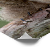 Two Baby Great Horned Owls ポスター (角)