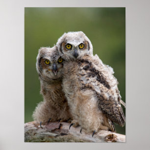 Two Baby Great Horned Owls ポスター