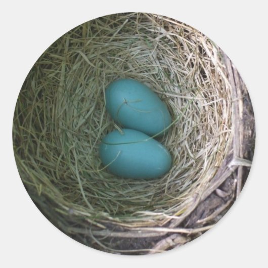 Two Blue Robin's eggs in Nest クラシック Robin Round St ラウンドシール (正面)