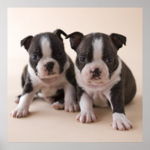 Two Boston Terrier Puppies ポスター