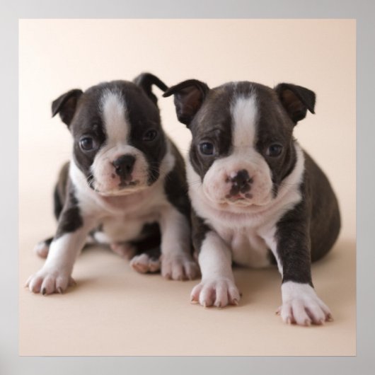 Two Boston Terrier Puppies ポスター (正面)