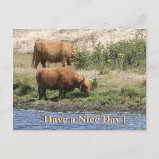 Two Brown Cows Cust. Have a Nice Day Postcard シーズンポストカード (正面)