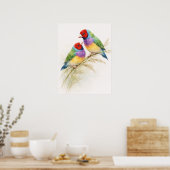 Two Colorful Gouldian Finch Birds ポスター (キッチン)