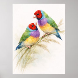 Two Colorful Gouldian Finch Birds ポスター