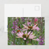 Two Coneflowers & Wildflowers DIY Postcard シーズンポストカード (正面/裏面)