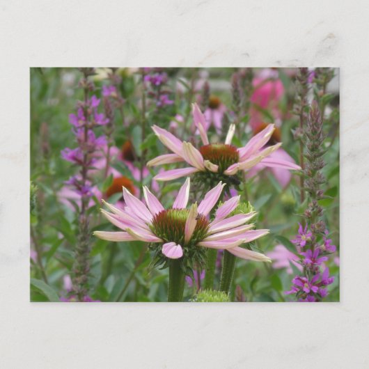 Two Coneflowers & Wildflowers DIY Postcard シーズンポストカード (正面)