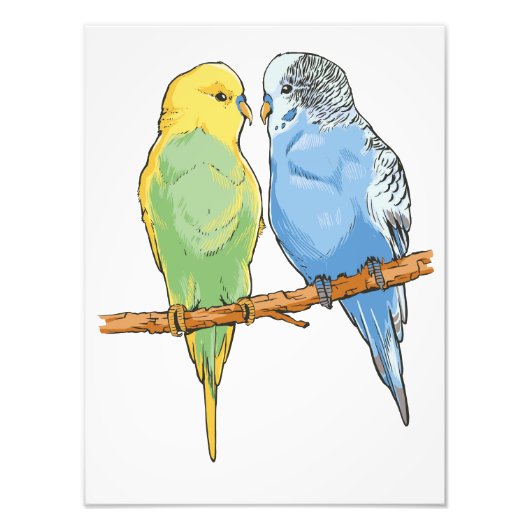 Two cute blue and green Budgies フォトプリント (正面)