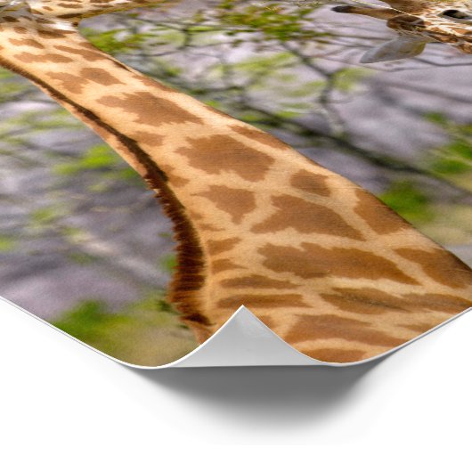 Two giraffes eating grass ポスター (角)