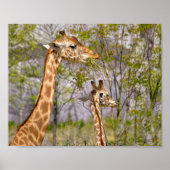 Two giraffes eating grass ポスター (正面)