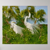 Two Great Egret Birds Print ポスター (正面)