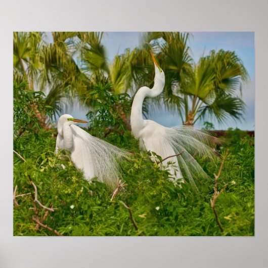 Two Great Egret Birds Print ポスター (正面)