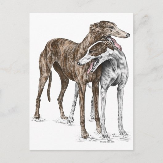 Two Greyhound Friendsドッグアート ポストカード (正面)