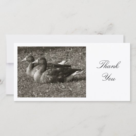 Two Greylag Geese – ありがとう サンキューカード (正面)
