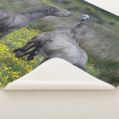 Two Horses Buck and Play シェルパブランケット (3/4)