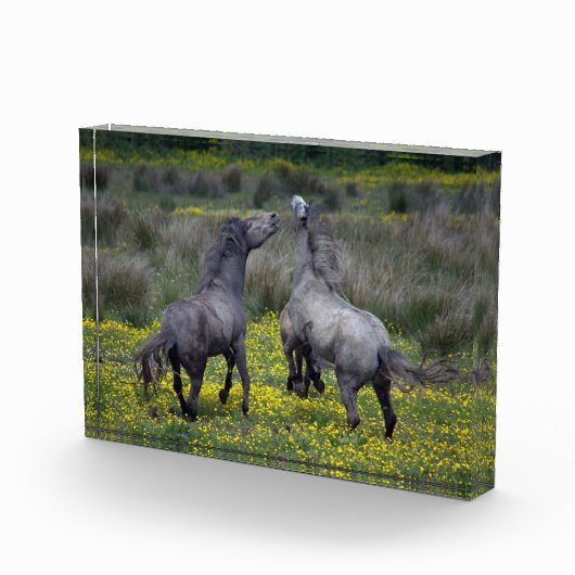 Two Horses Buck and Play フォトブロック (右)