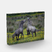 Two Horses Buck and Play フォトブロック (左)